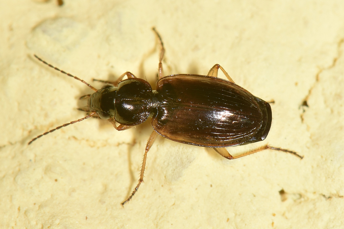 Carabidae: Olisthopus glabricollis & fuscatus?